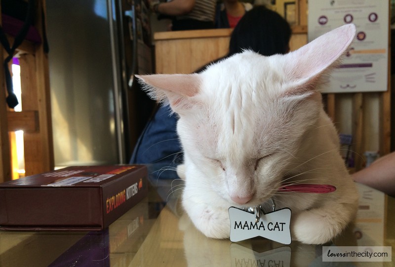 Cat Cafe Manila